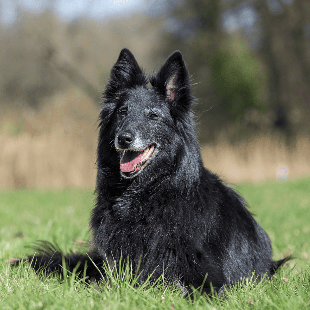 Smart black Border Collie dog sitting on grass in park, loyal and energetic canine.