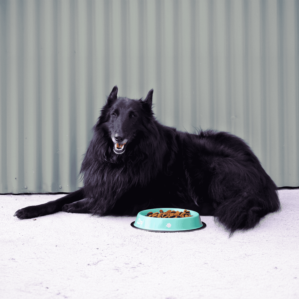 Belgian Sheepdog Food & Diet Requirements