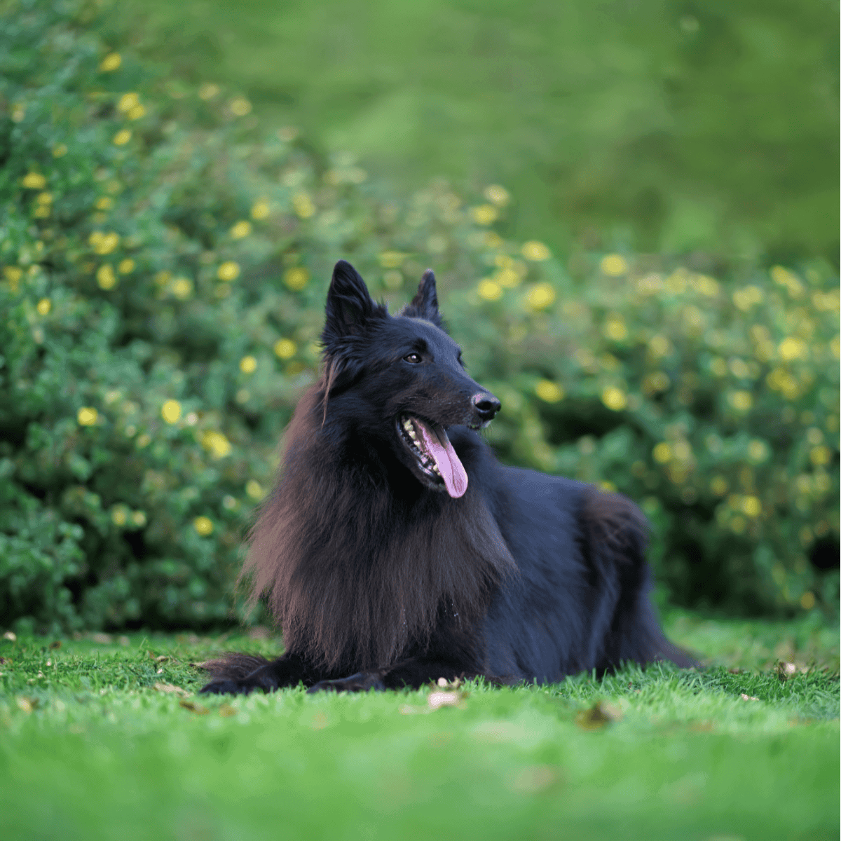 Dog lying in lush green grass, happy and relaxed, outdoor dog enjoying nature.
