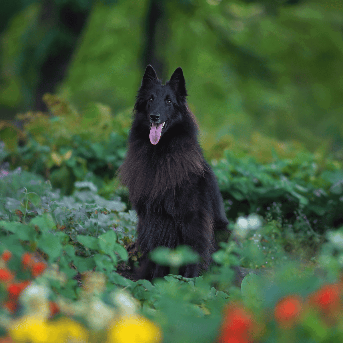 Friendly black dog enjoying outdoor walk in greenery.