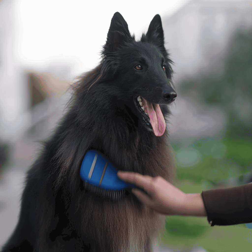 Belgian Sheepdog Grooming