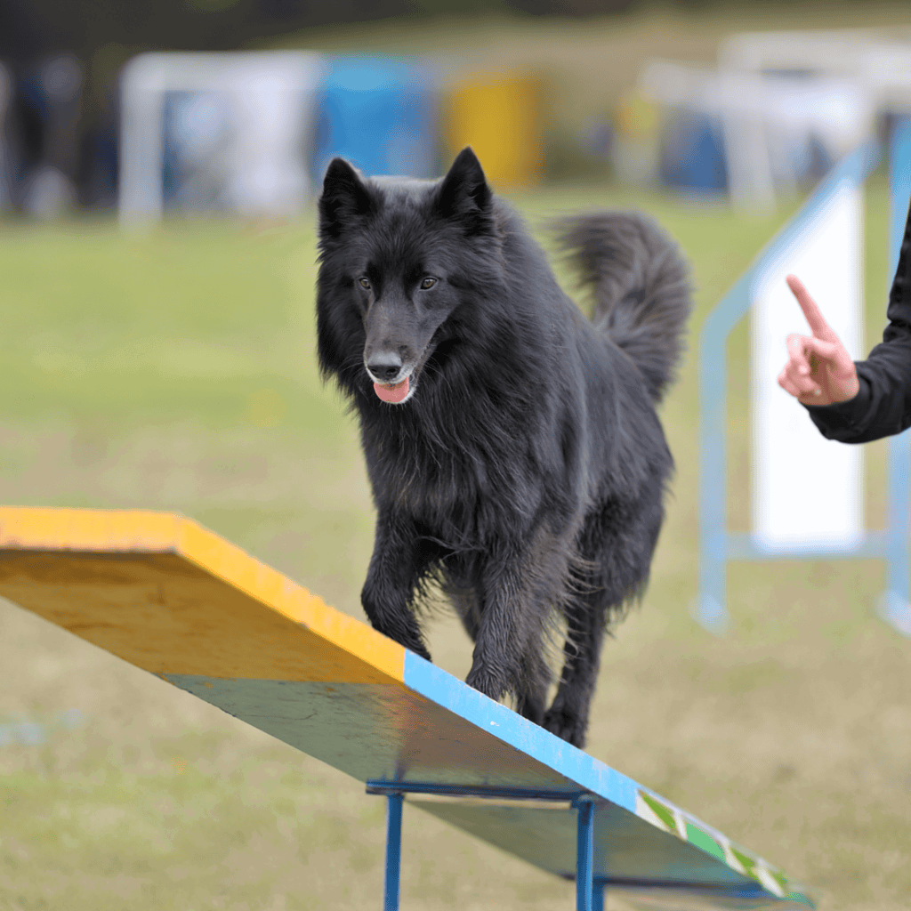 Belgian Sheepdog Training