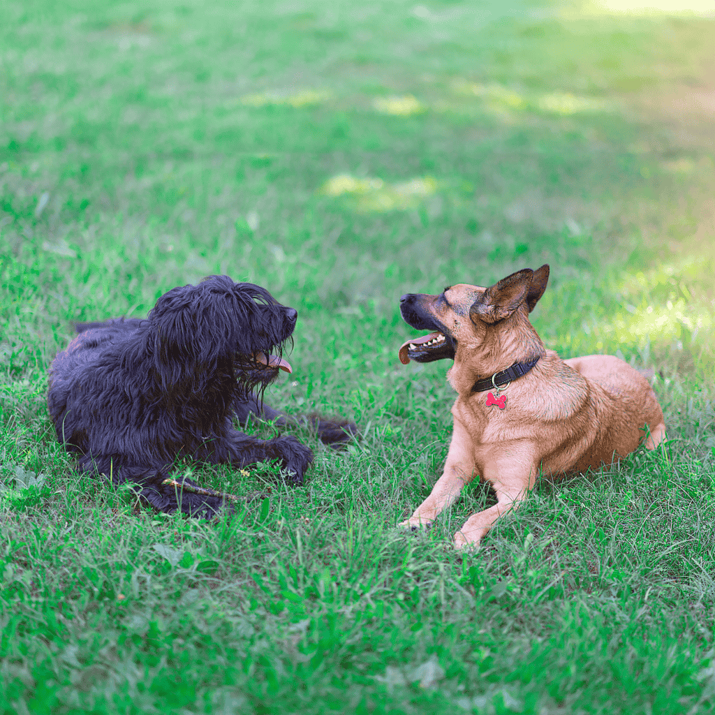 Bergamasco Sheepdog Does This Breed Get Along With Other Pets