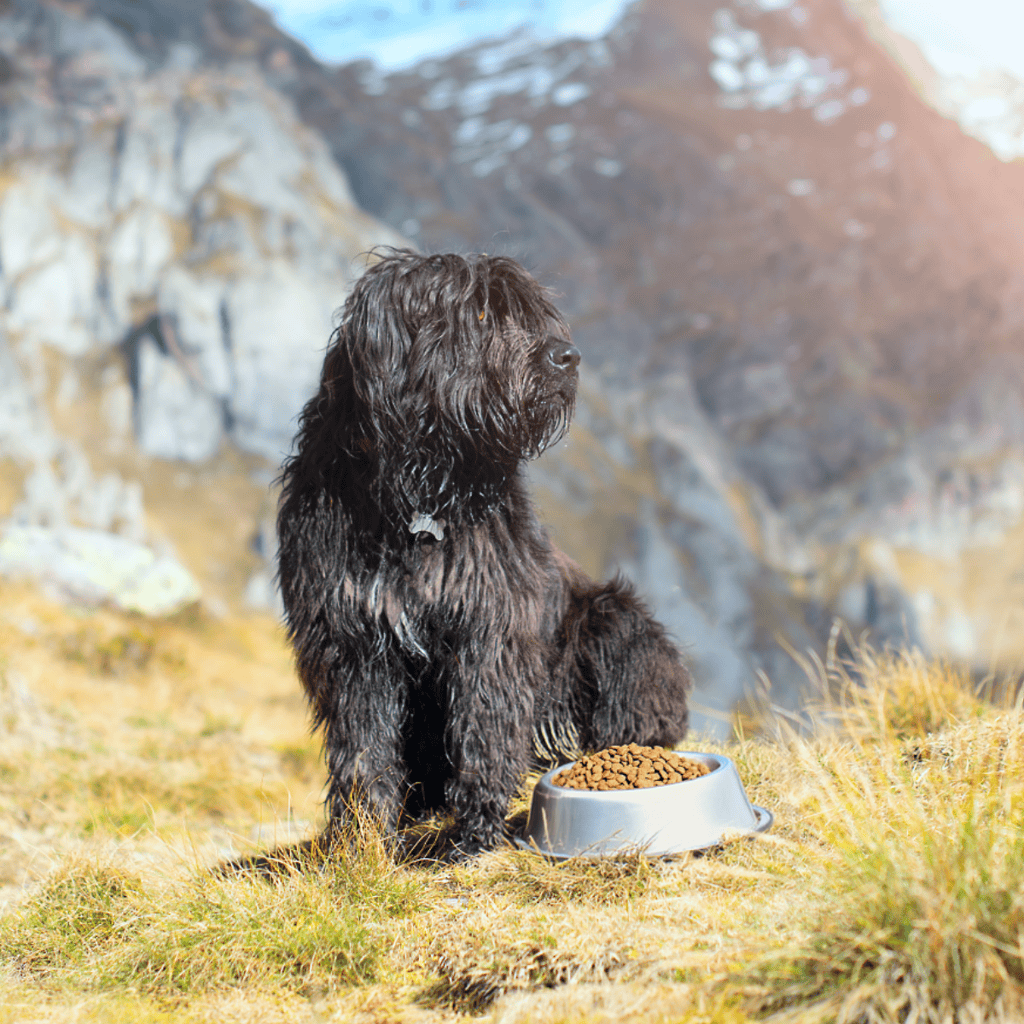 Bergamasco Sheepdog Food & Diet Requirements