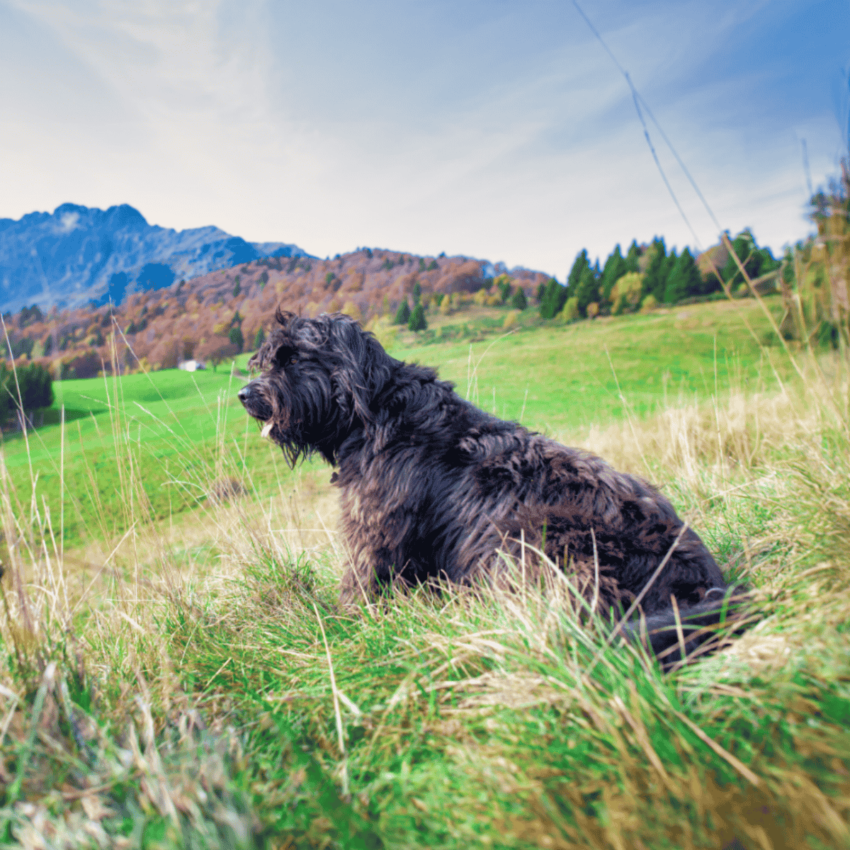 Dog sitting in a lush green field with mountains in the background. Perfect for outdoor dog photography and adventure.