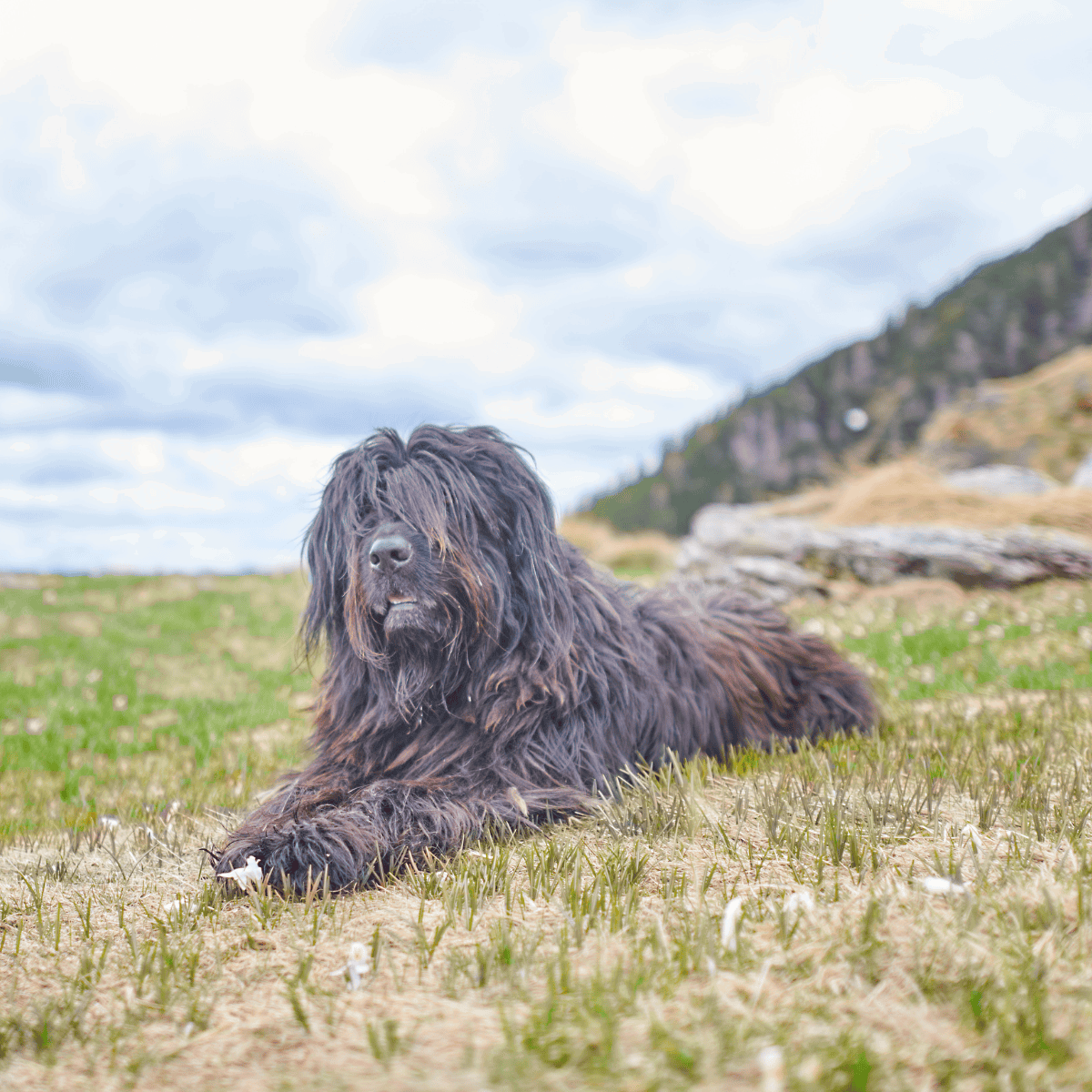 Adorable black Labrador Retriever resting on green grass with a scenic mountain landscape in the background.