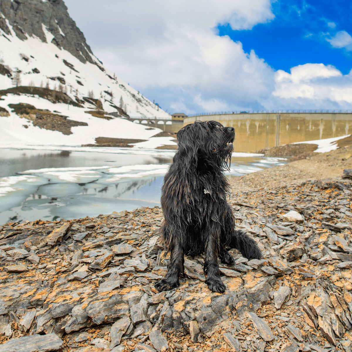 Dog by mountain lake with snow and rocky shoreline, enjoying outdoor adventure.