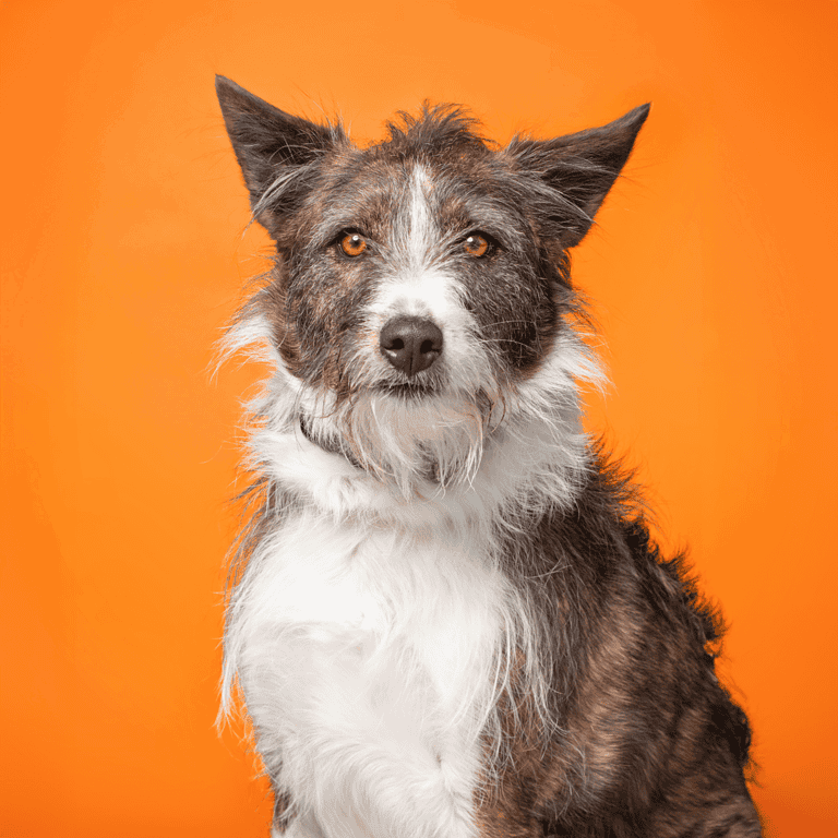 Adorable mixed-breed dog with a striking coat, sitting against a vibrant orange background.