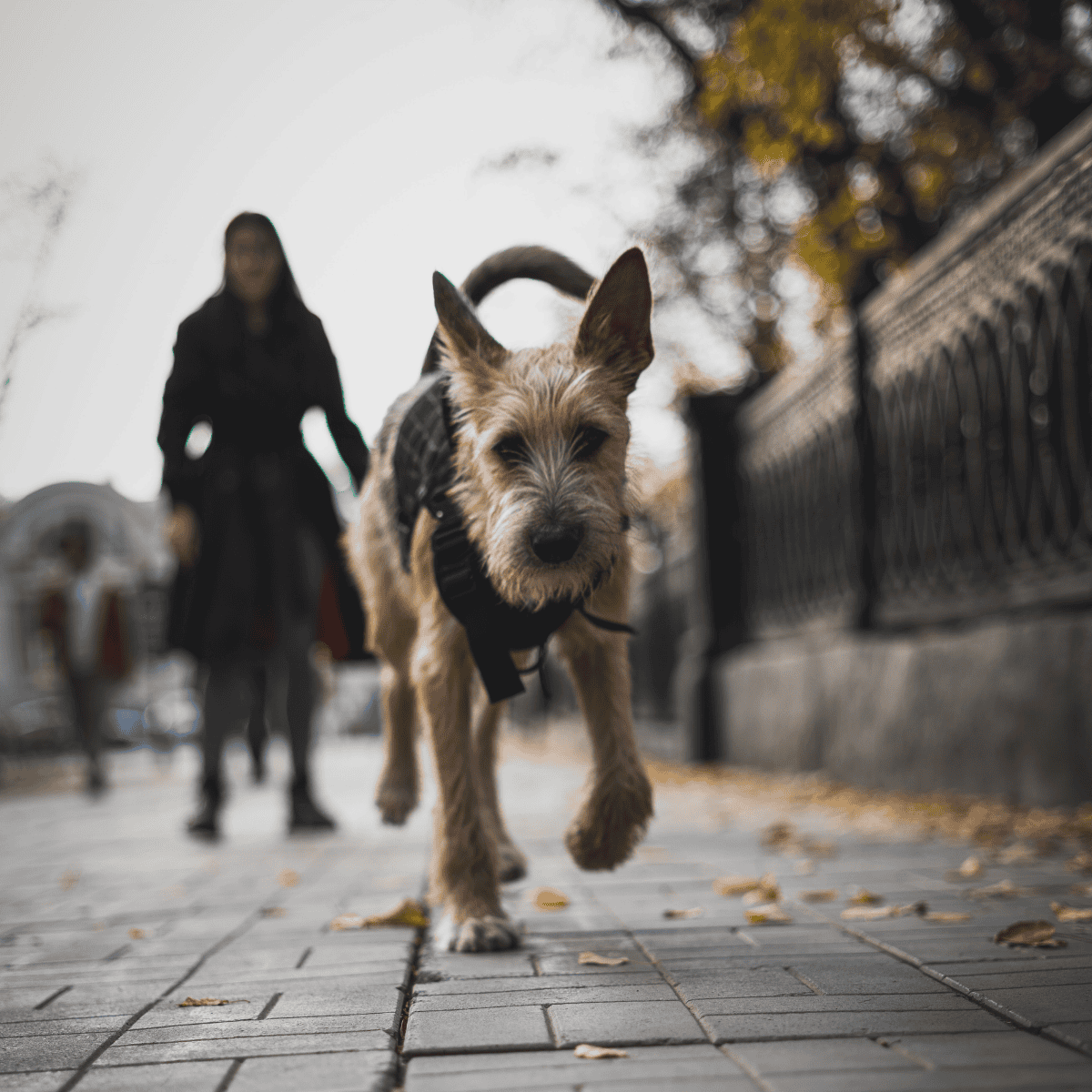 Adorable dog walking outdoors in city park with owner in background.