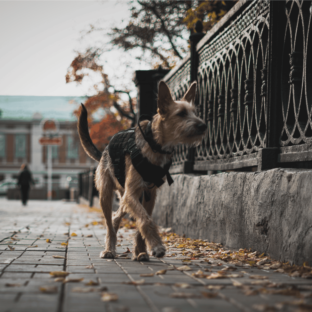 Adorable dog on a walk, exploring city park with autumn leaves and iron fence background.