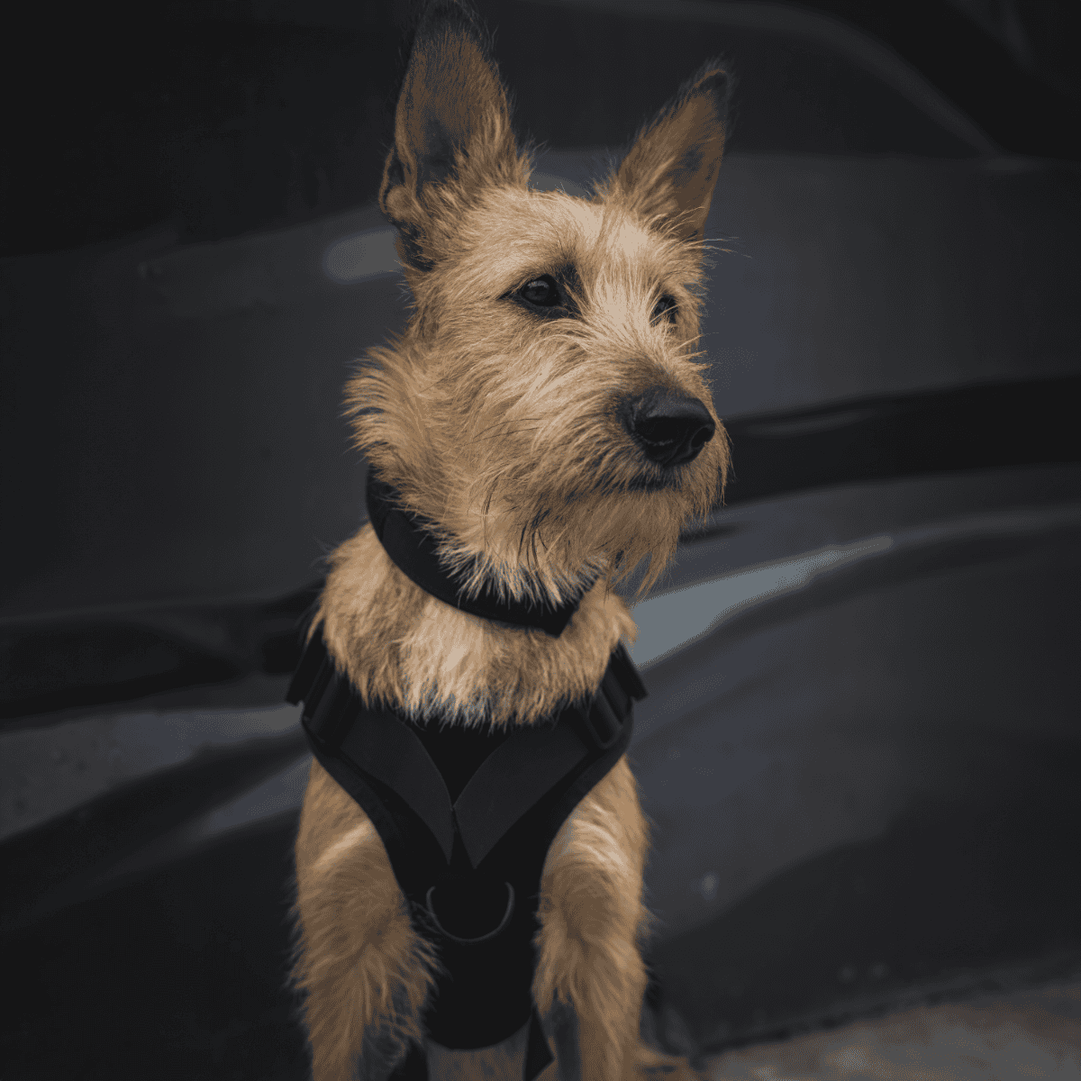 Adorable rescue dog wearing a harness looks off-camera, showcasing a loving and brave spirit. Perfect for pet adoption and dog care content.