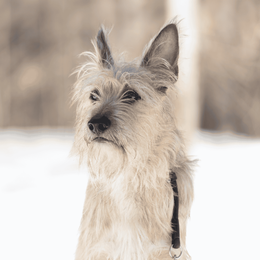 High-quality image of a terrier dog in snowy scenery, showcasing pet care and grooming.