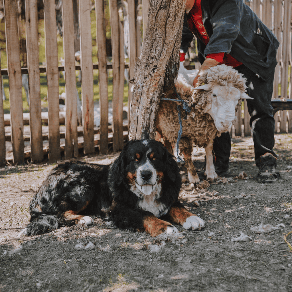 Friendly dog and sheep bonding outdoors.