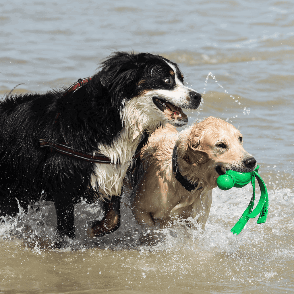 Adorable dogs playing fetch and swimming at the beach.