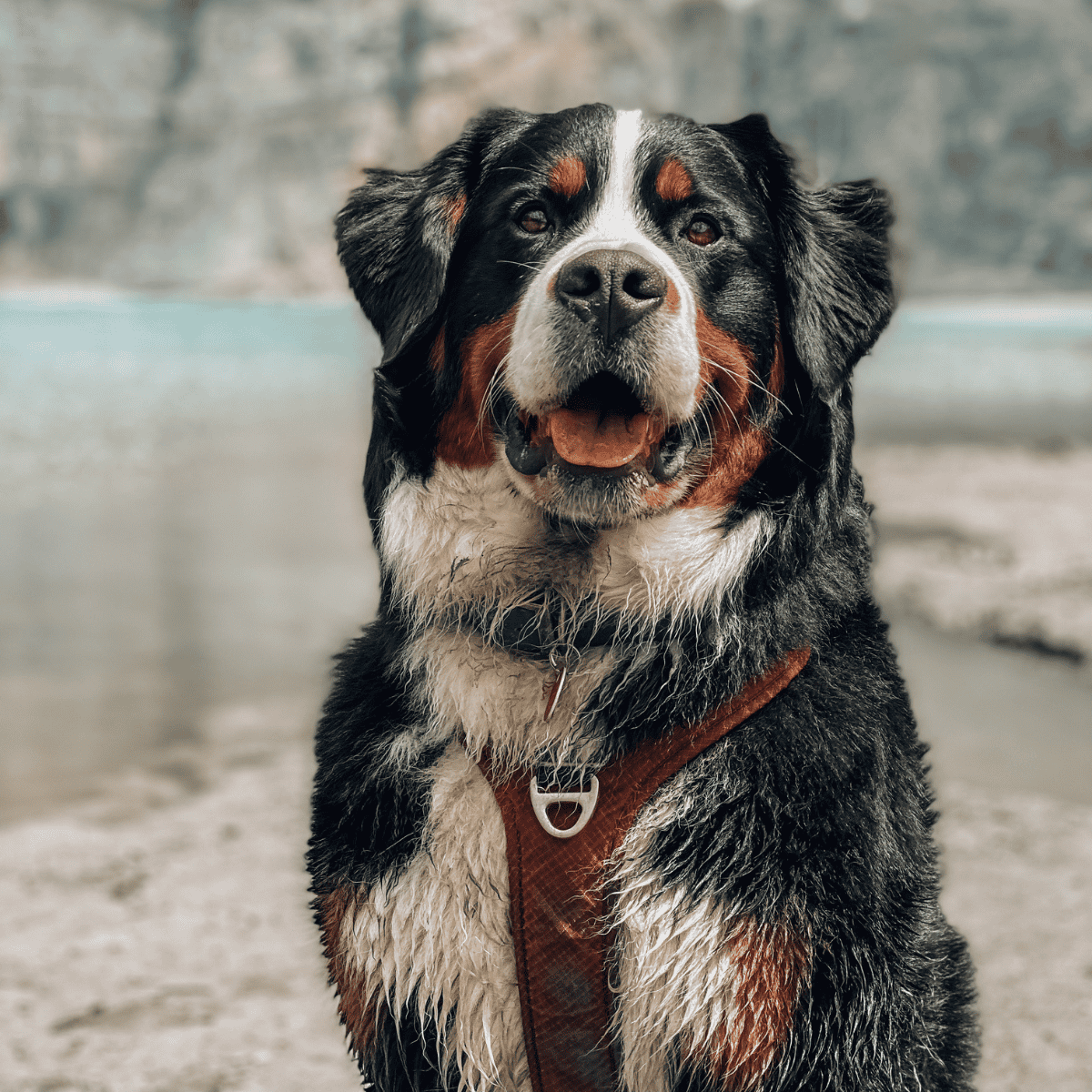 Dog wearing a harness at the beach.