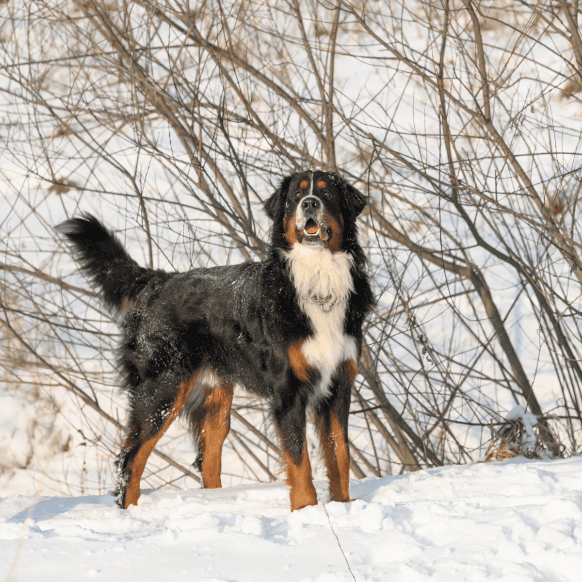Dog playing in snow with trees in background, winter outdoor activity.