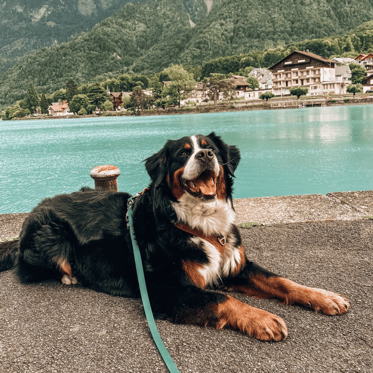 Beautiful Bernese Mountain Dog resting by a tranquil lake with mountainous landscape in the background.