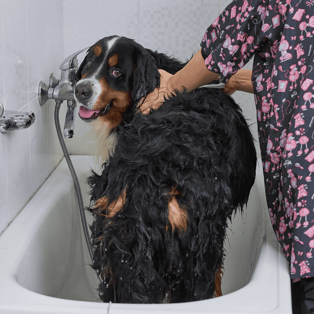 Dog grooming, pet bathing, professional dog wash, grooming services.