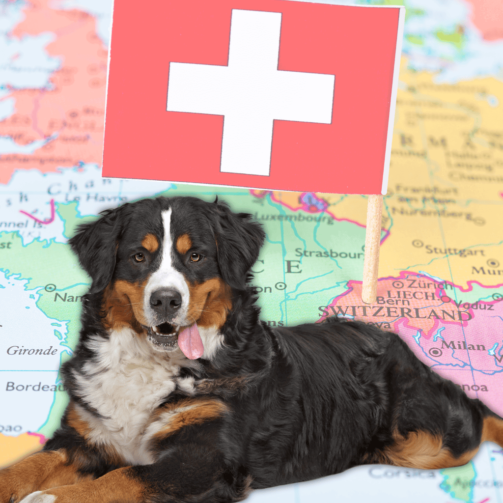 Adorable Bernese Mountain Dog laying on a map with Swiss flag.