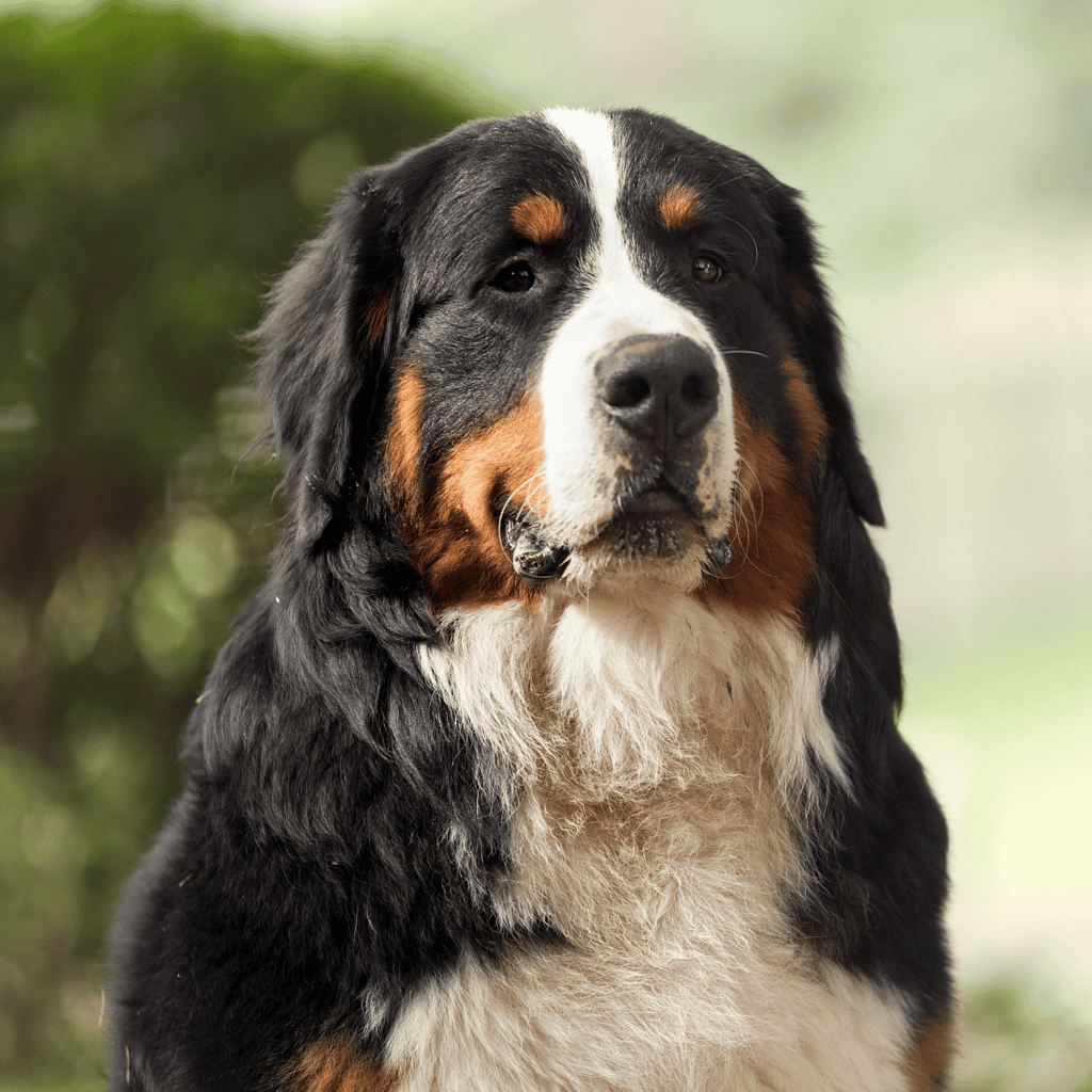 Large Bernese Mountain Dog portrait with tri-color coat, fluffy fur, and gentle expression.
