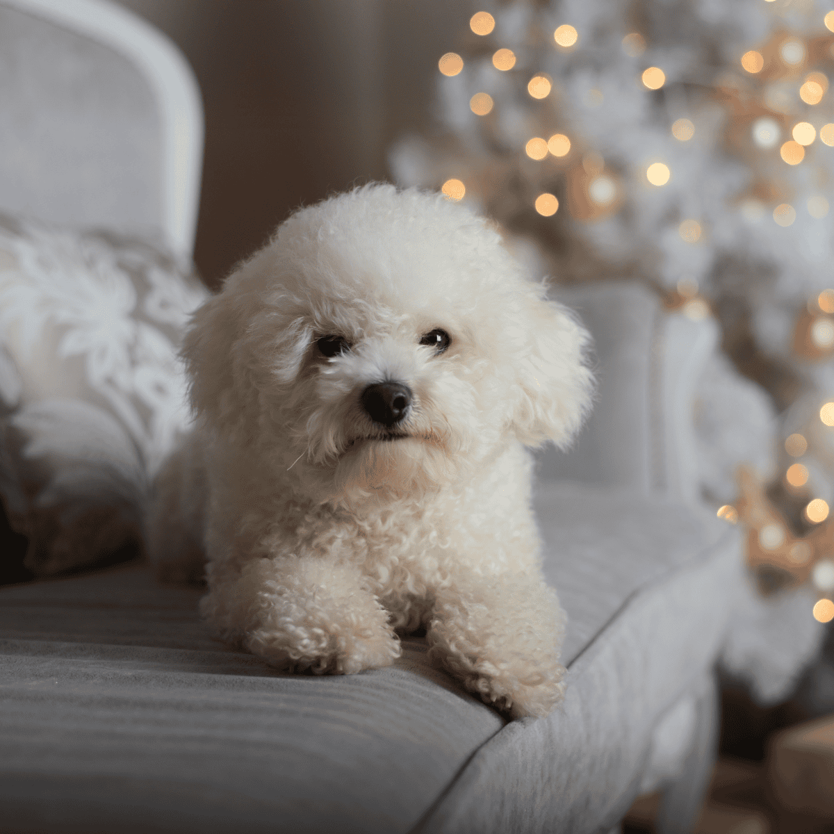 Adorable Bichon Frise dog relaxing on a sofa with festive Christmas lights behind.