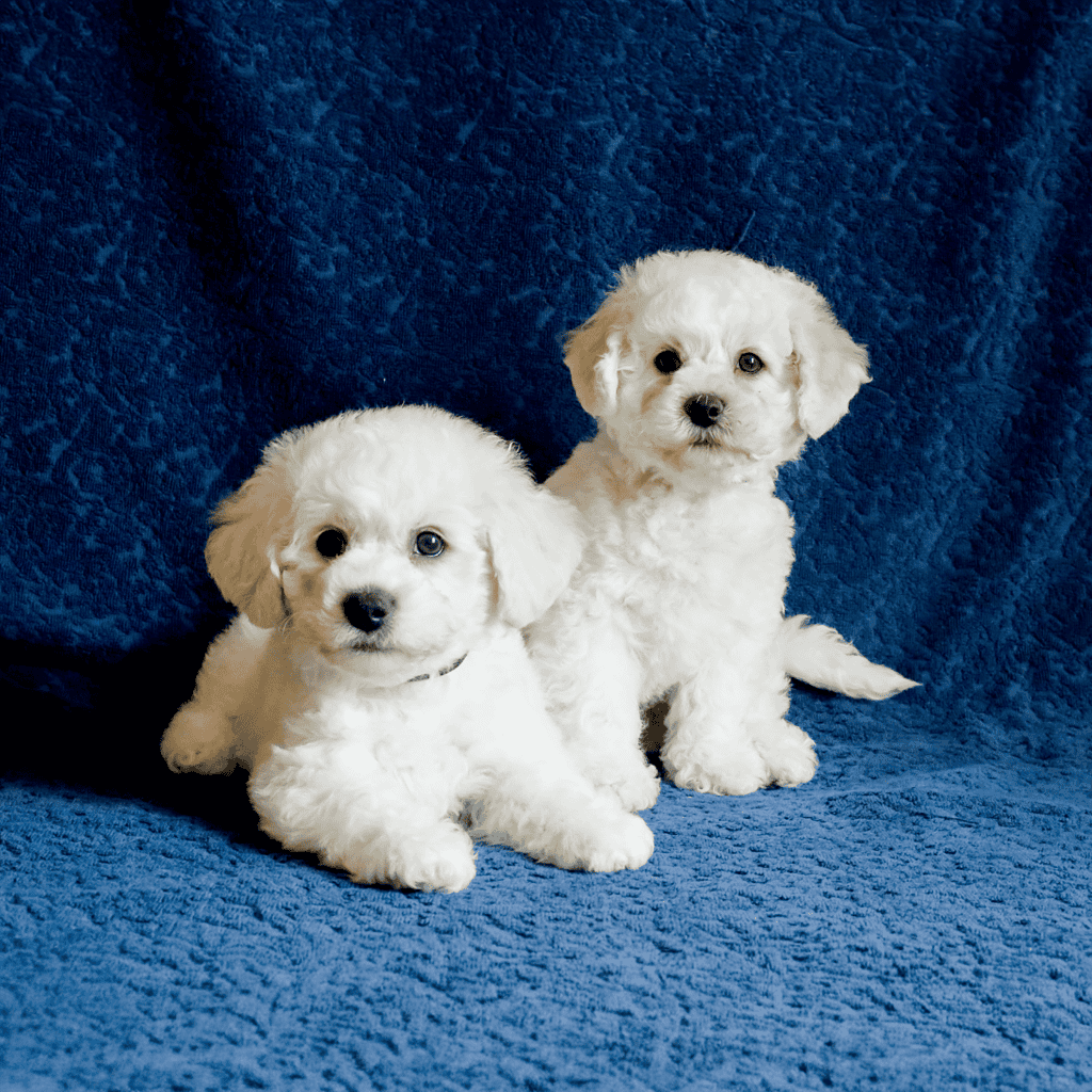 Adorable white puppies sitting on a blue textured blanket, emphasizing dog grooming and puppy care expertise.