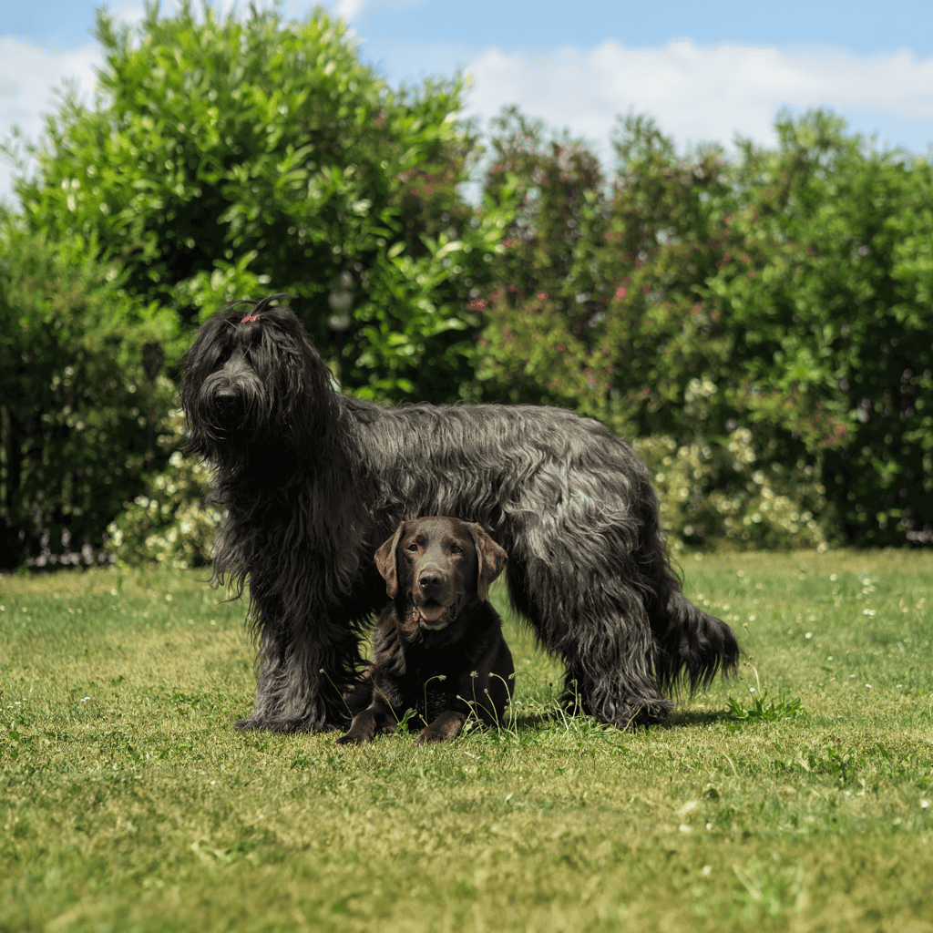 High-quality image of a large black dog and a puppy sitting on a grassy lawn with trees and bushes in the background.