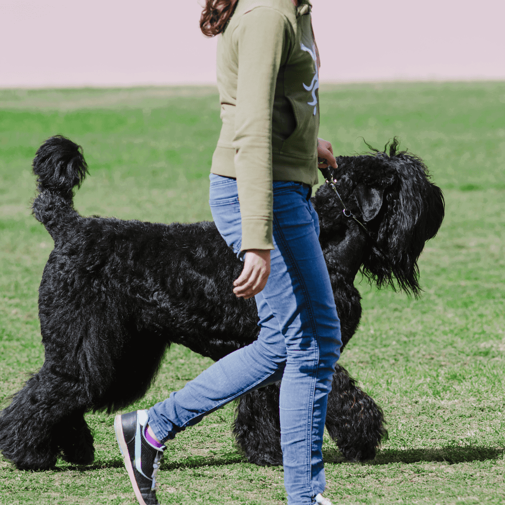 Person walking her large black poodle outdoors on green grass.