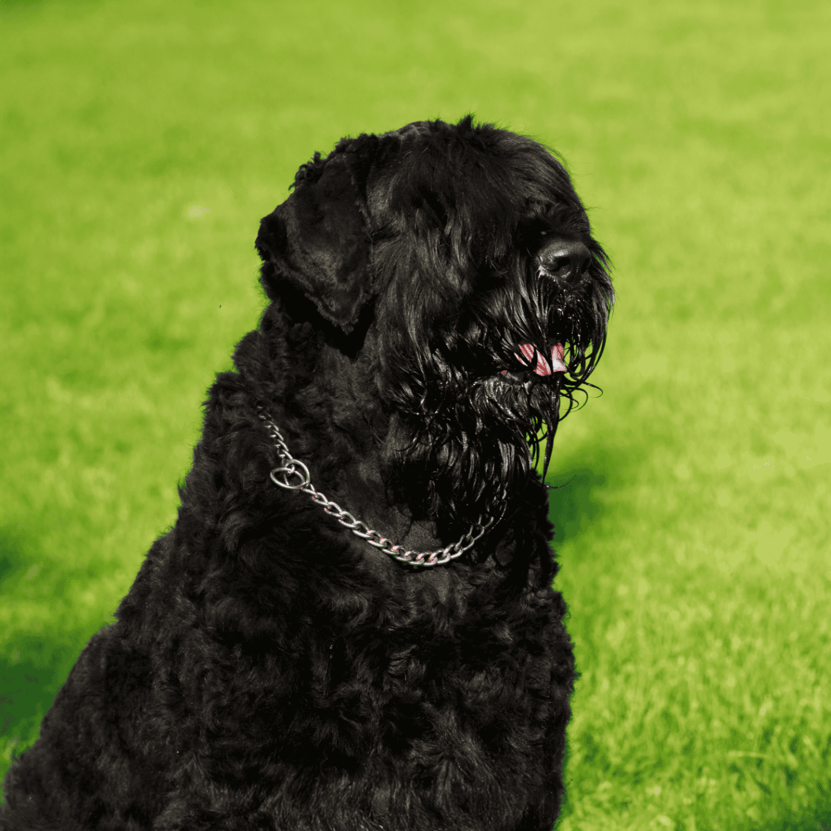 A black German Shepherd dog sitting on lush green grass, emphasizing its healthy coat and alert posture for dog training.