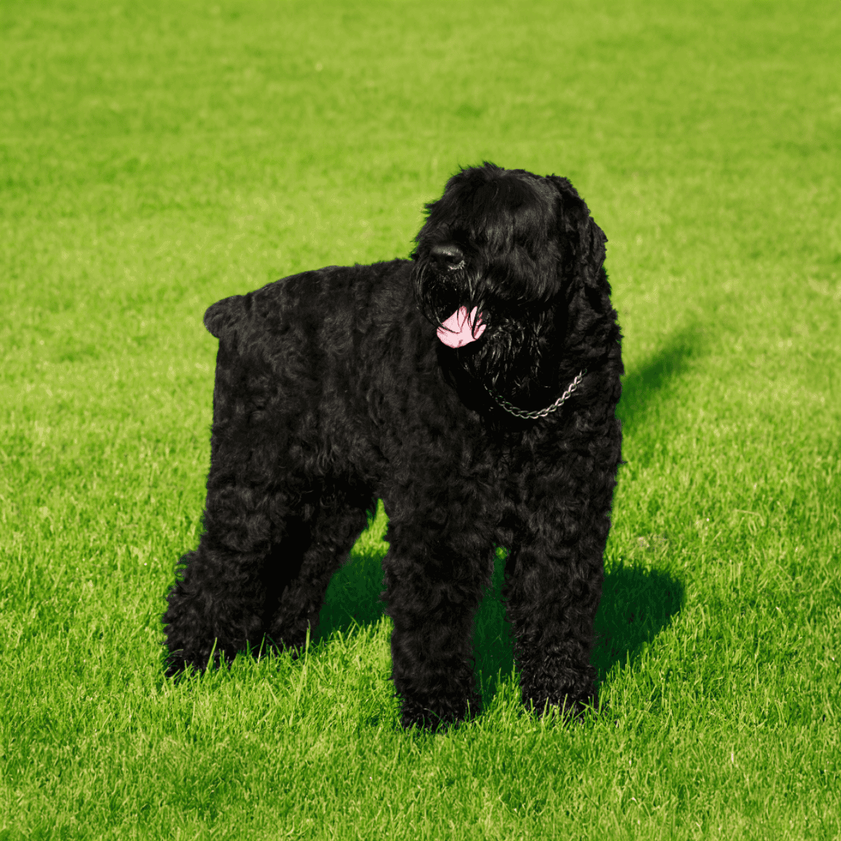 Young black Labrador dog standing on lush green grass with relaxed, playful demeanor.