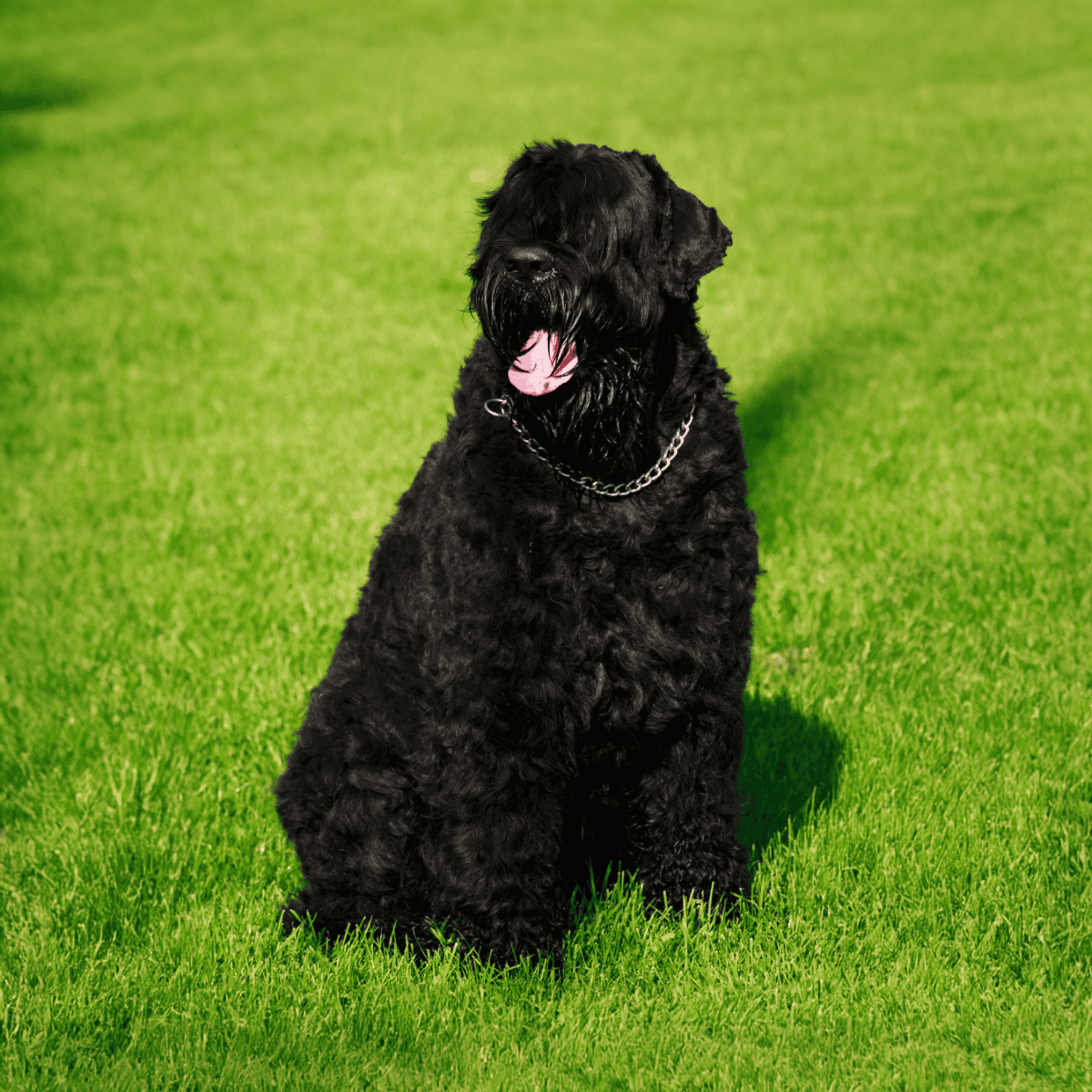 Lifelike Giant Schnauzer sitting on lush green grass, showcasing a fluffy black coat and metal chain collar.