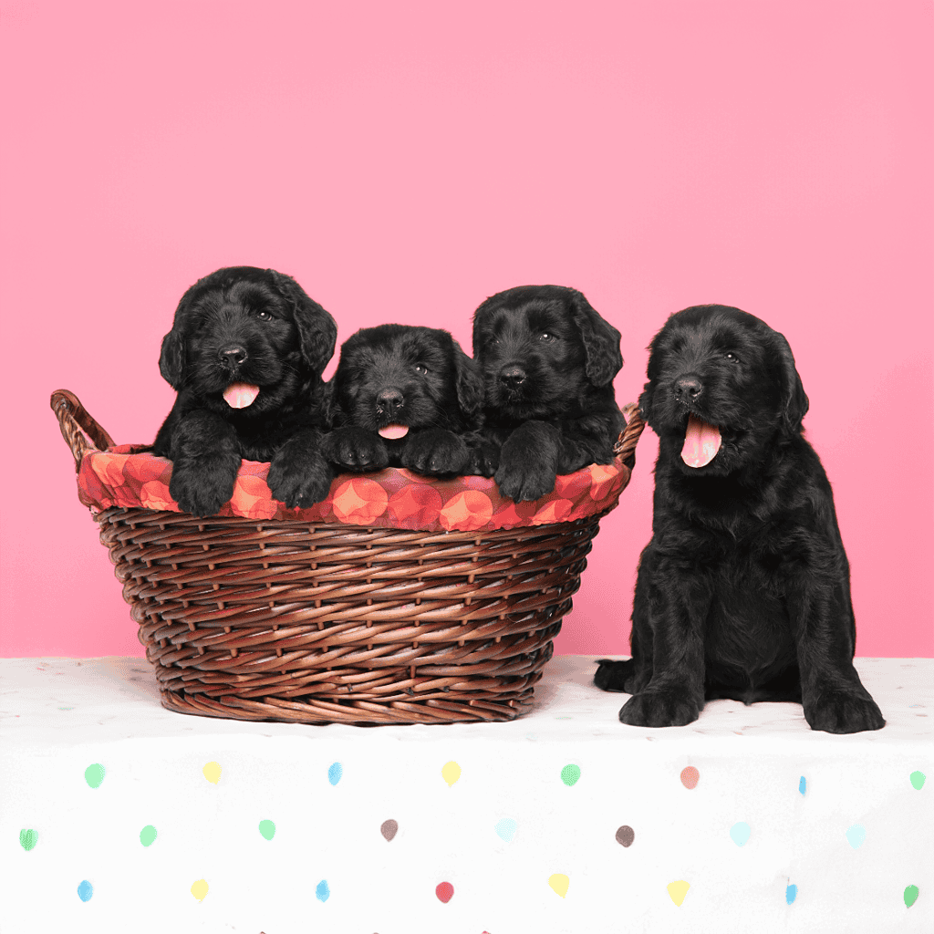 Adorable black Labrador retriever puppies sitting in a basket with a pink background.