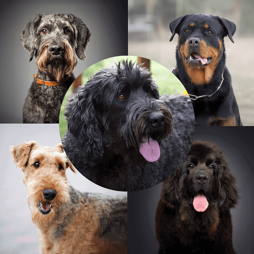 Dog collar with customized tags for breeds and sizes.