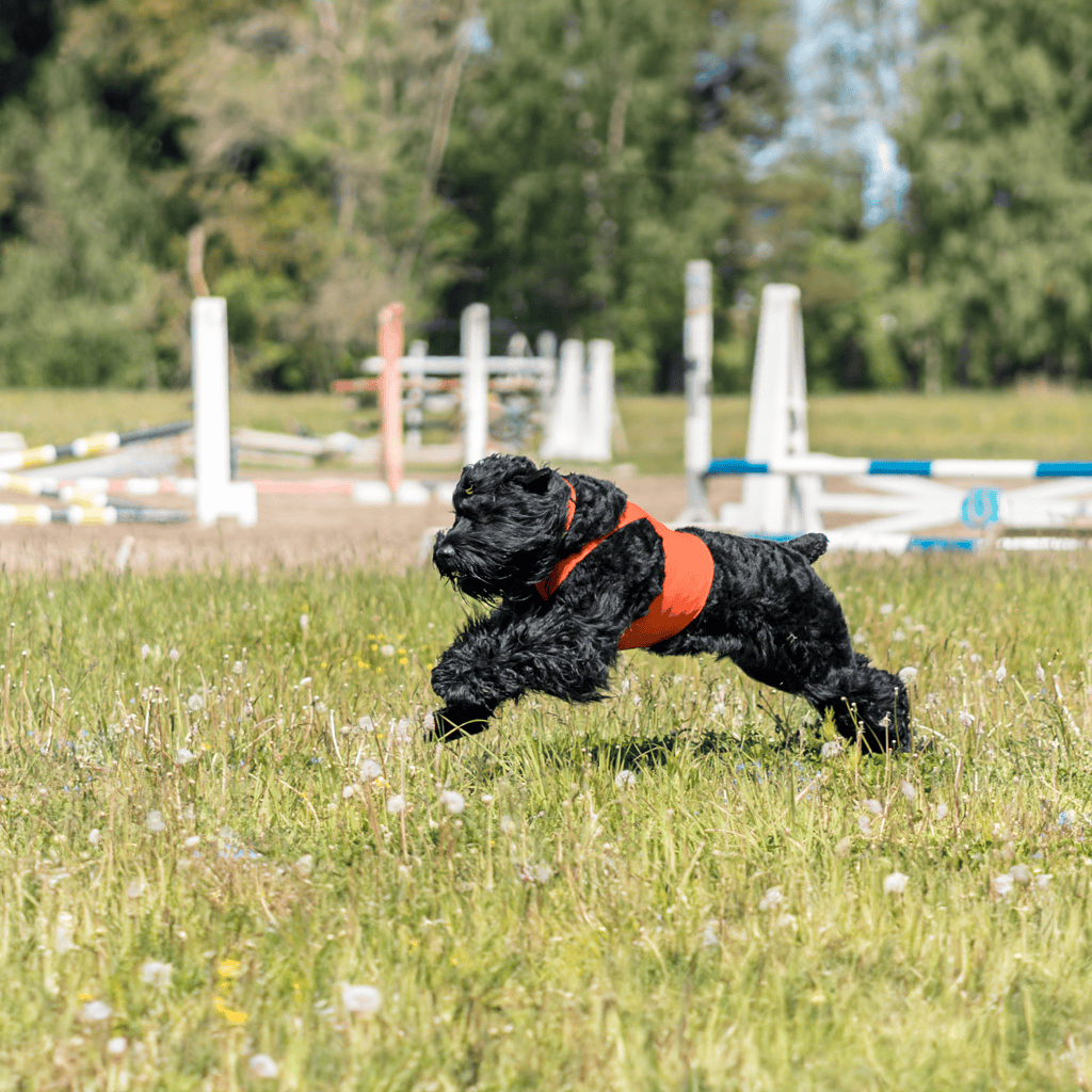 Black Russian Terrier Training