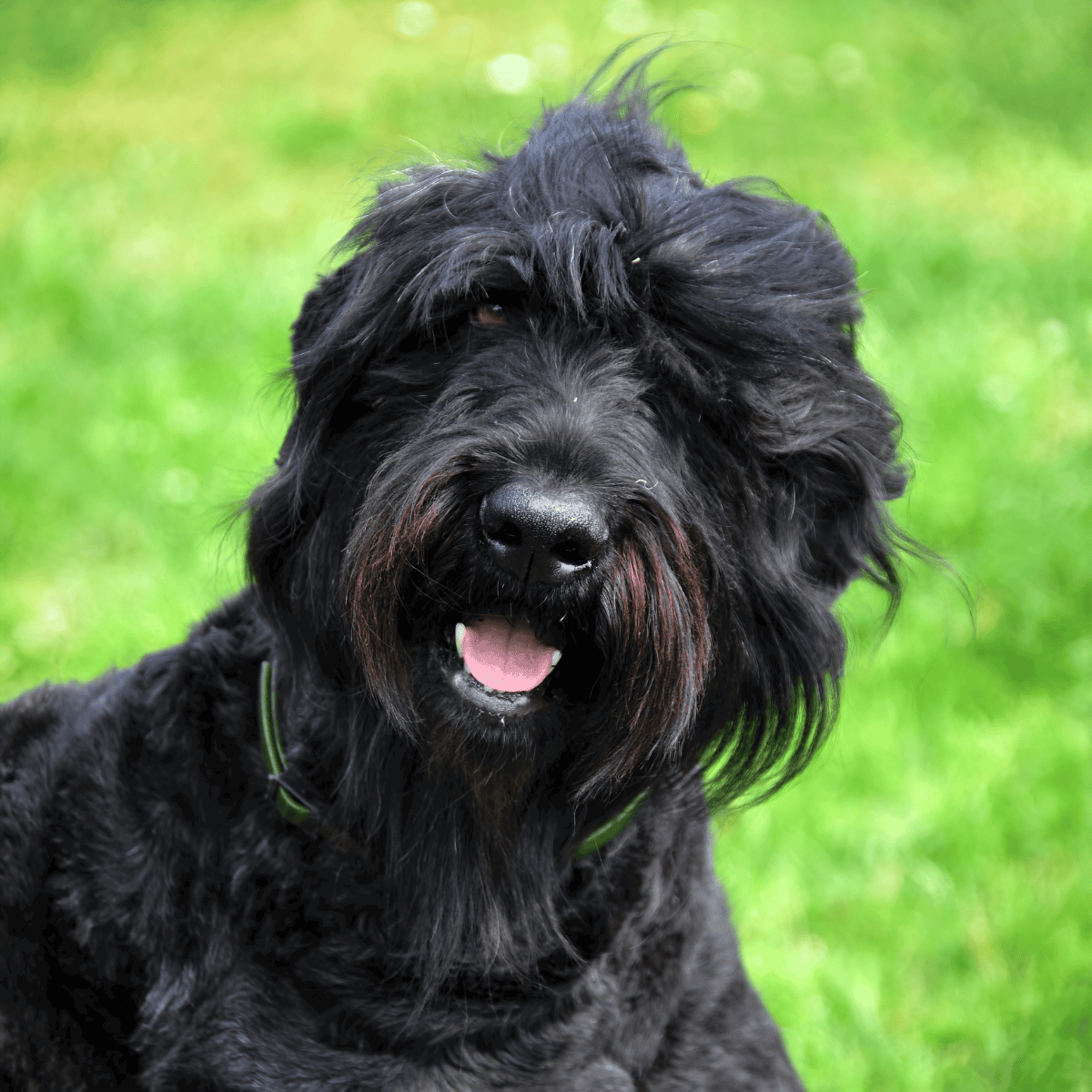 Dog playing outdoors on green grass, friendly and energetic.