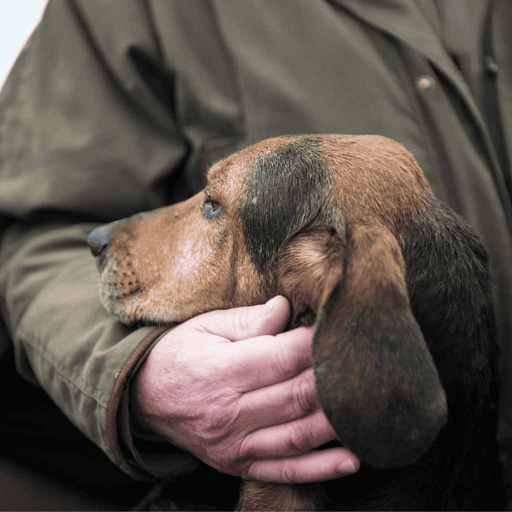 Bloodhound Are These Dogs Good For Families