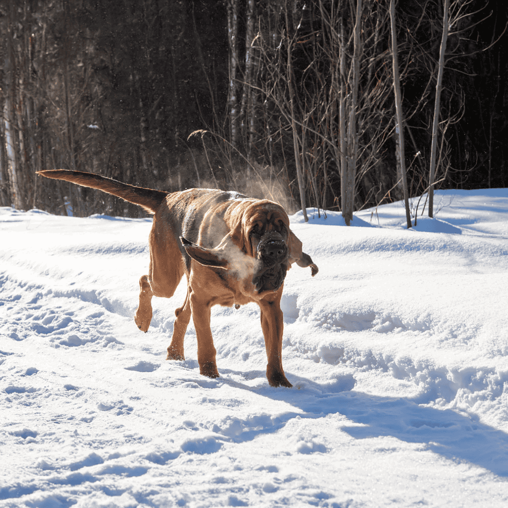 Bloodhound Exercise