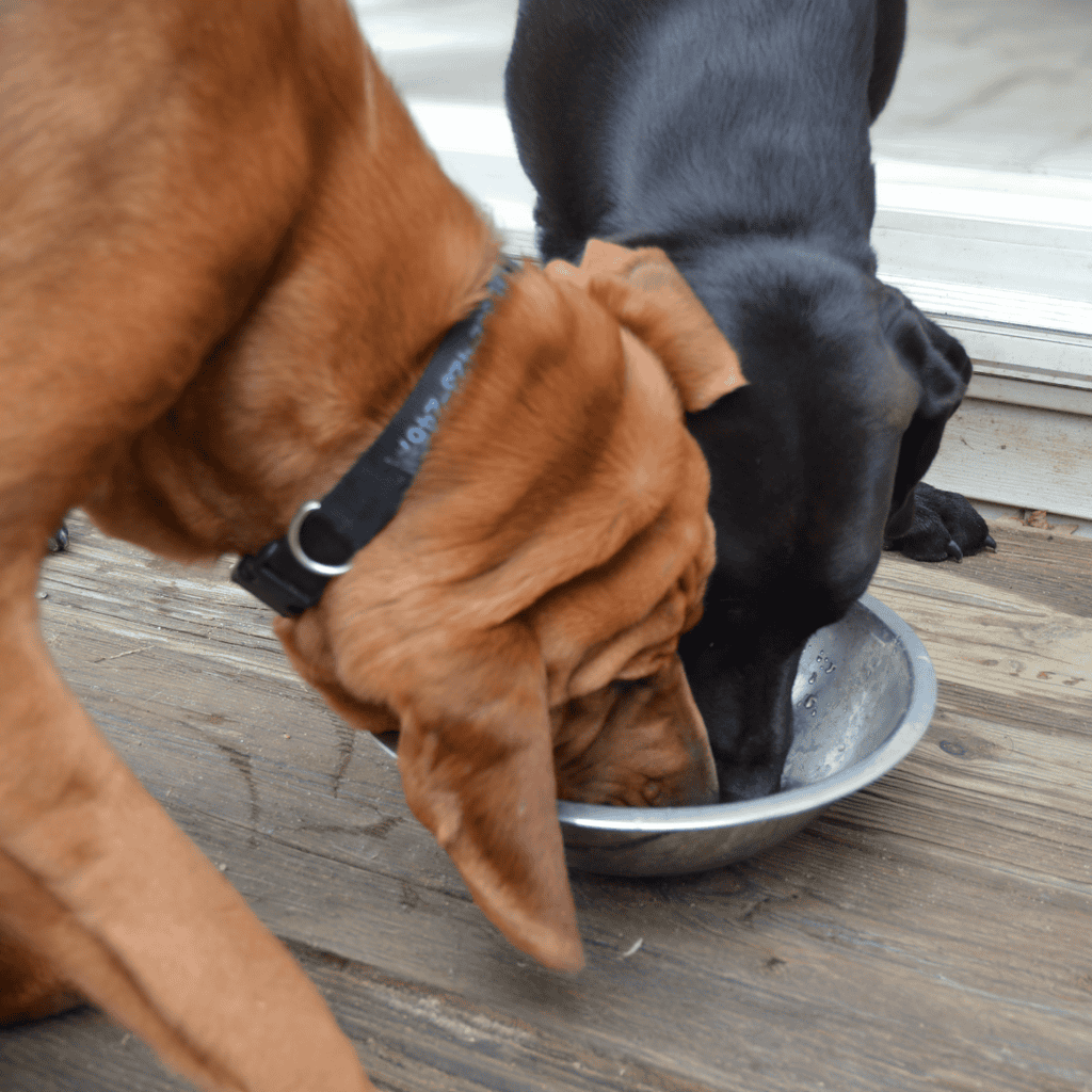 Bloodhound Food & Diet Requirements