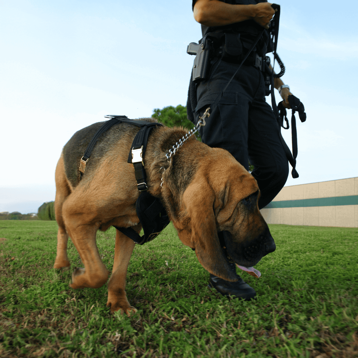 High-quality trained detection dog for security, search, and rescue.