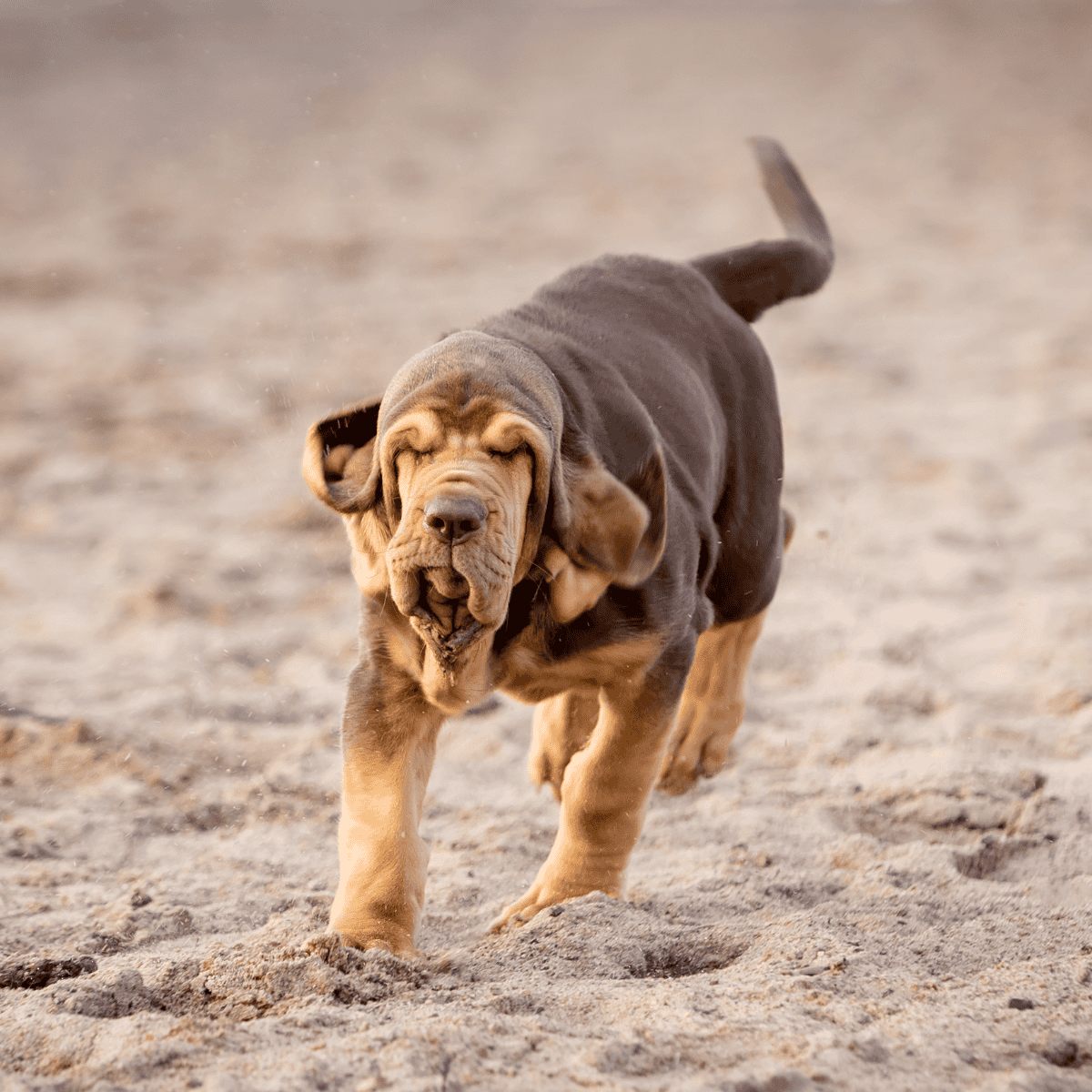 Adorable dog running on sandy beach, playful puppy enjoying outdoor activity.