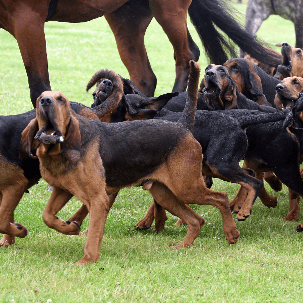 Bloodhounds Are Vocal Dogs