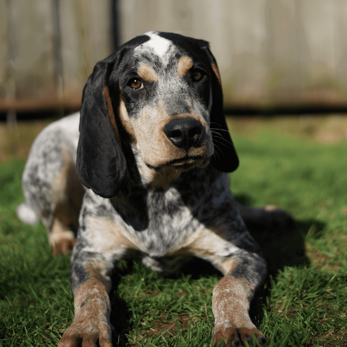 Adorable blue merle Basset Hound puppy lying on green grass outdoors.