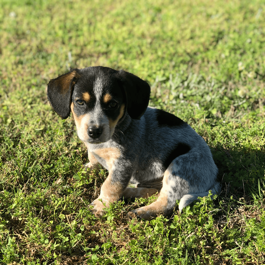 Adorable young puppy sitting on a lush green lawn, perfect for pet care and puppy training guides.