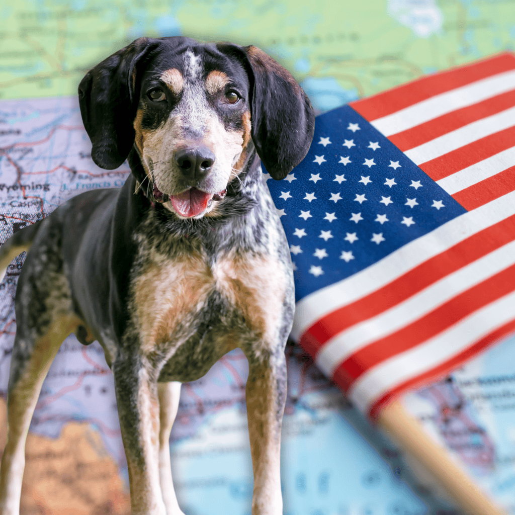 Bluetick Coonhound They Are an Original American Dog Breed