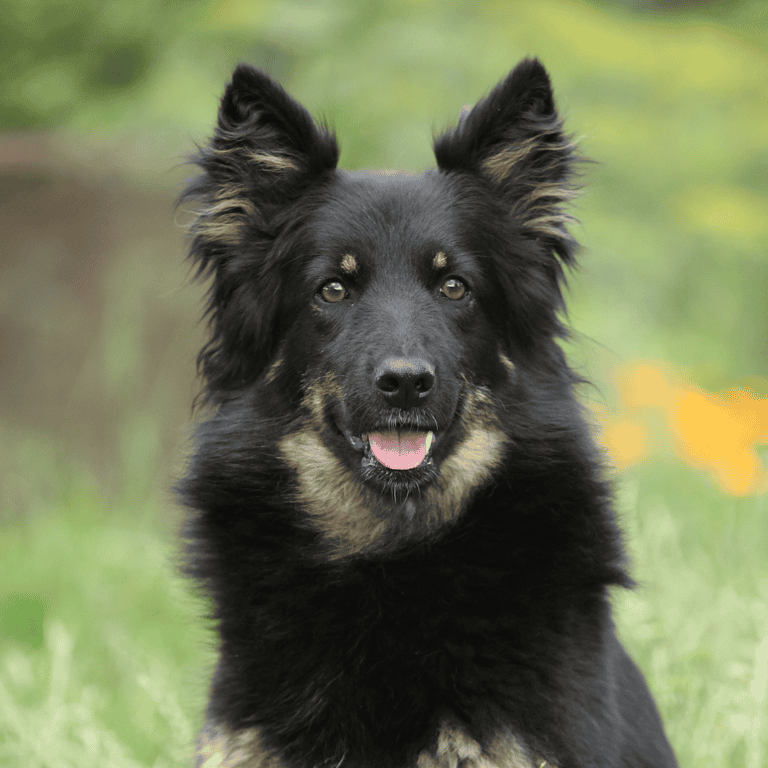 Adorable and friendly black and tan mixed breed dog with striking eyes, sitting outdoors on a grassy background.