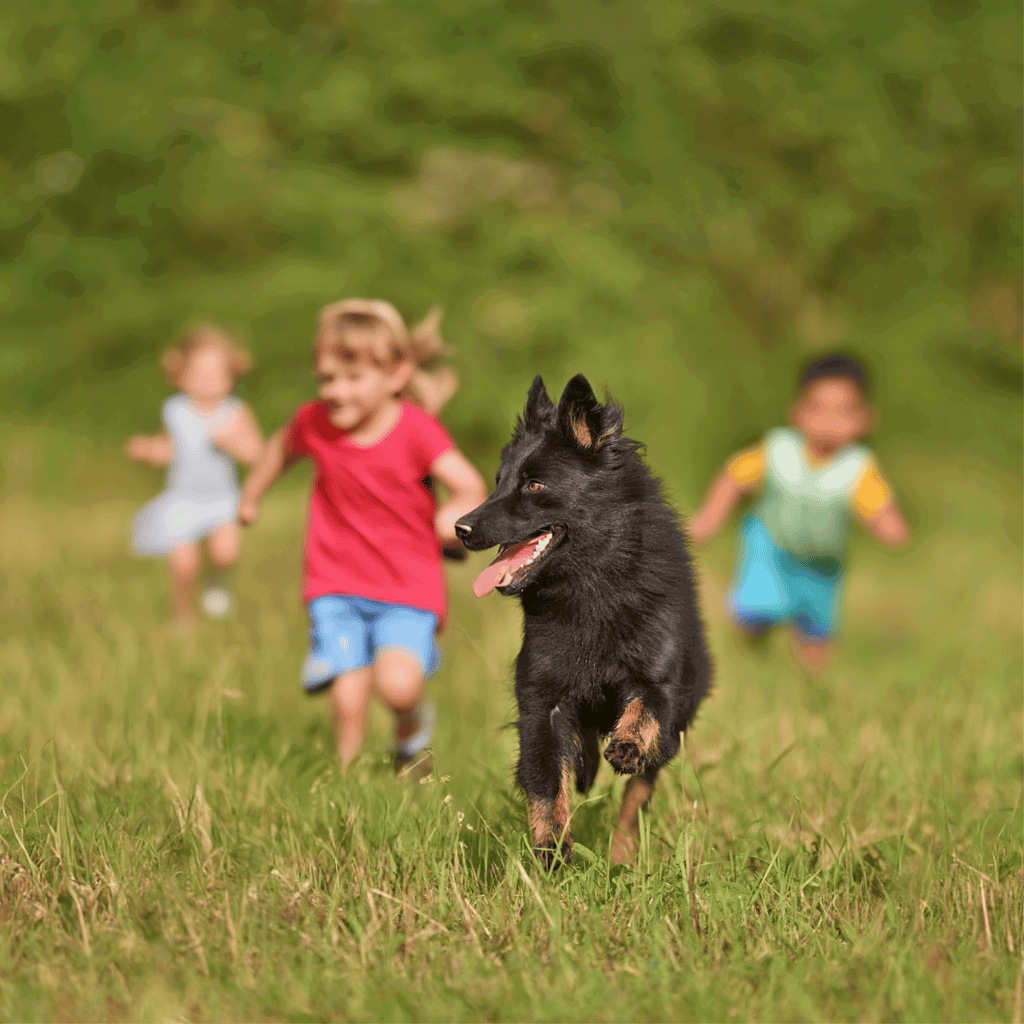 Bohemian Shepherd Are These Dogs Good For Families