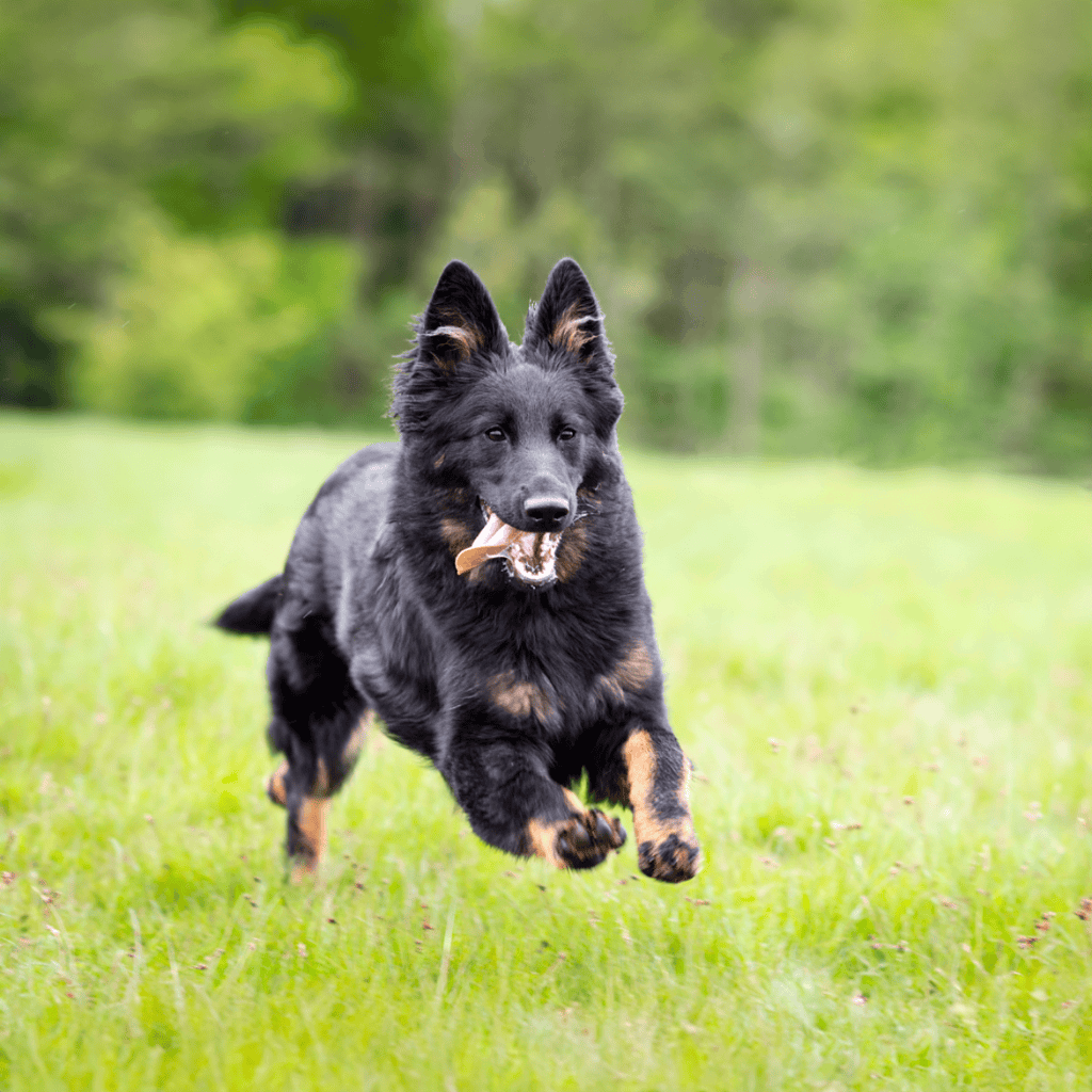 Bohemian Shepherd Exercise