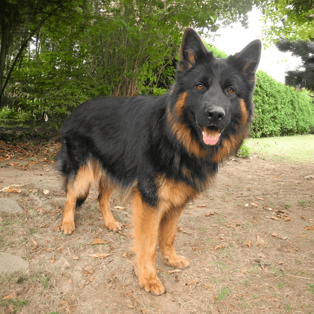 Bohemian Shepherd Final Thoughts