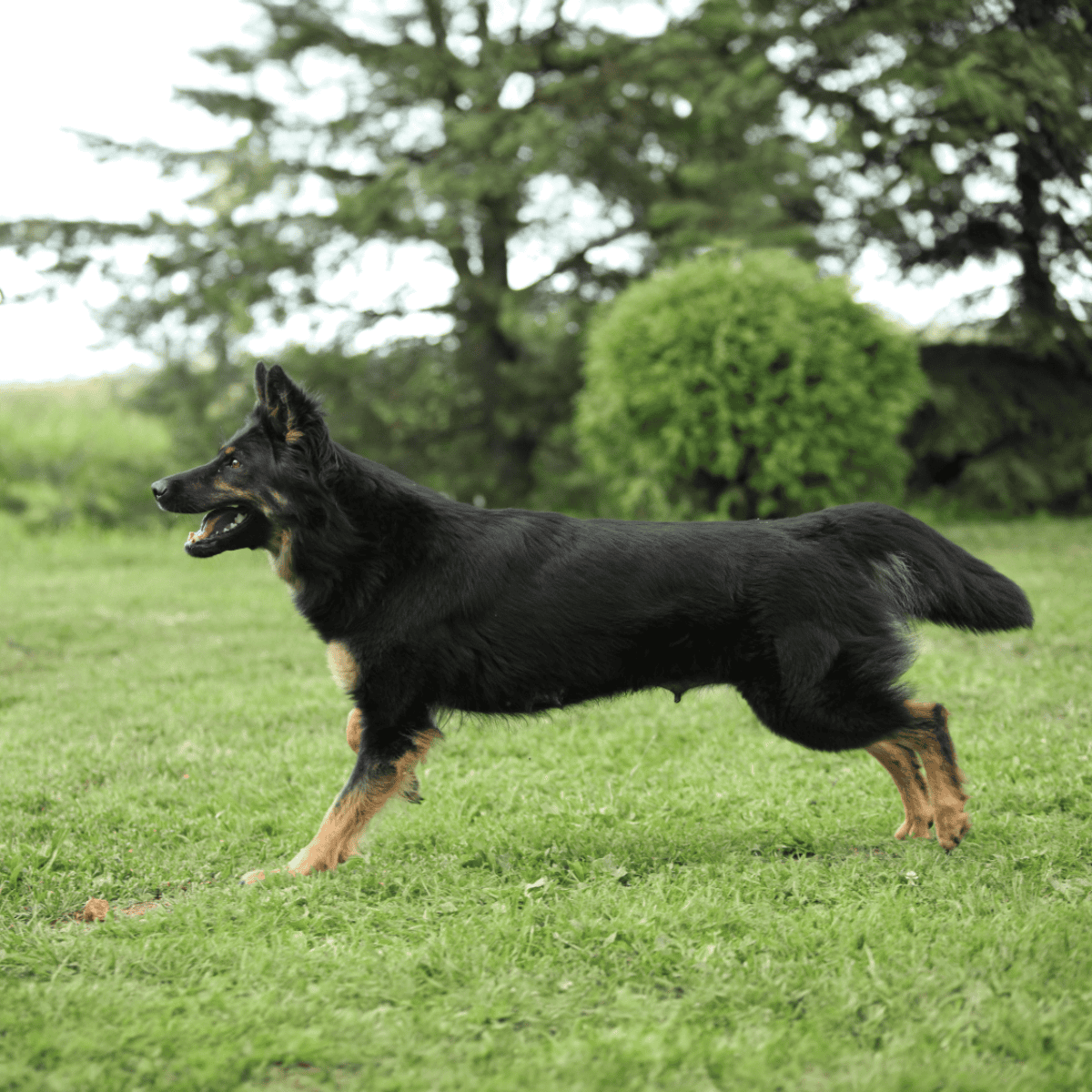 Adorable Australian Shepherd dog running in grassy park scene.