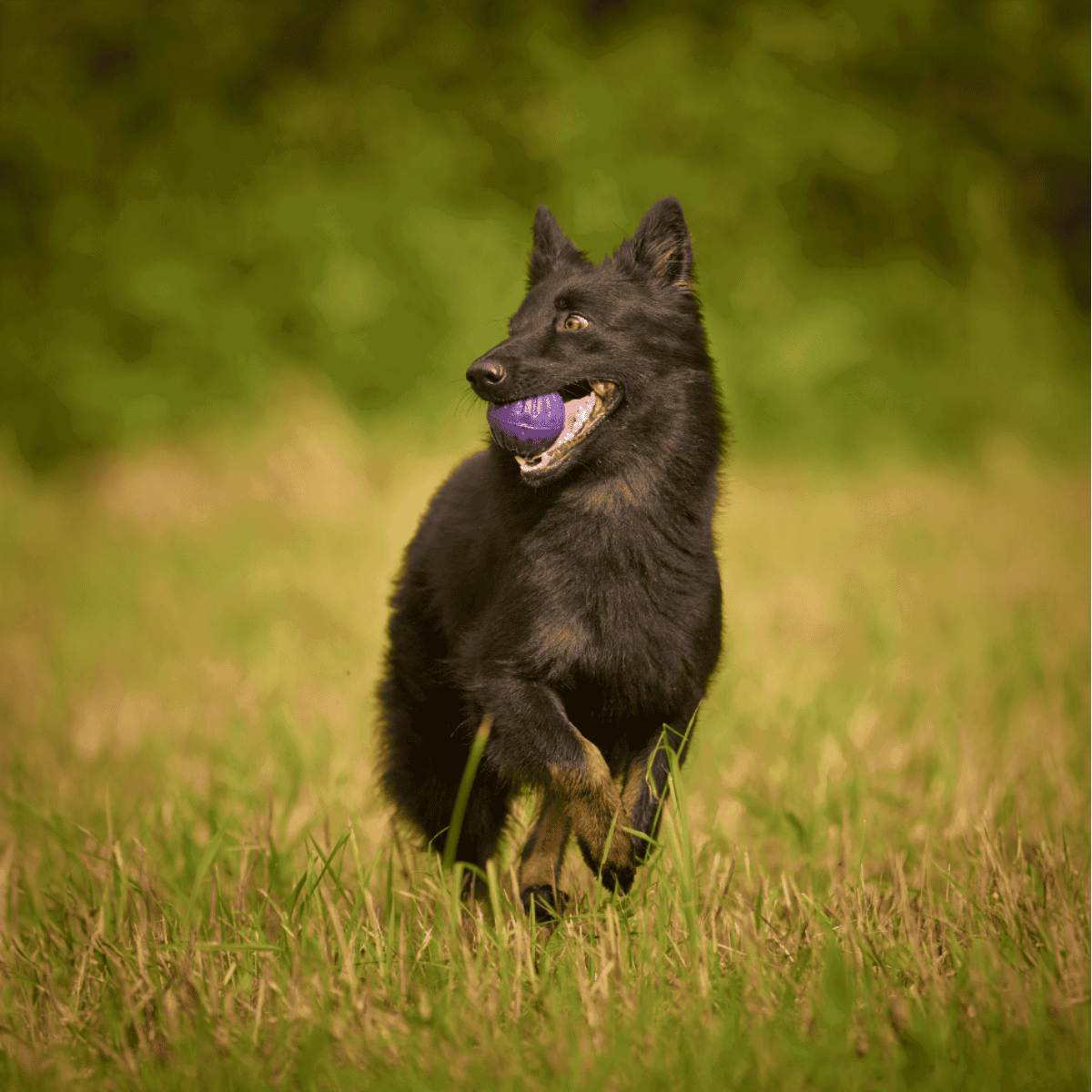 Friendly black dog holding purple ball in mouth, lively outdoor scene.